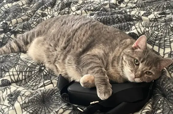 Lost Shy Tabby Cat in Straffan Place