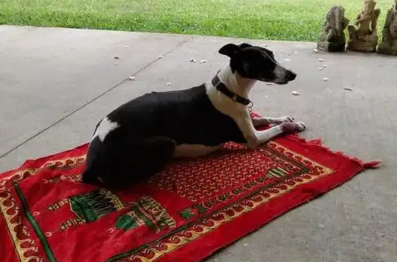 Lost pets , photo: Lost Whippet in Lennox Head, NSW