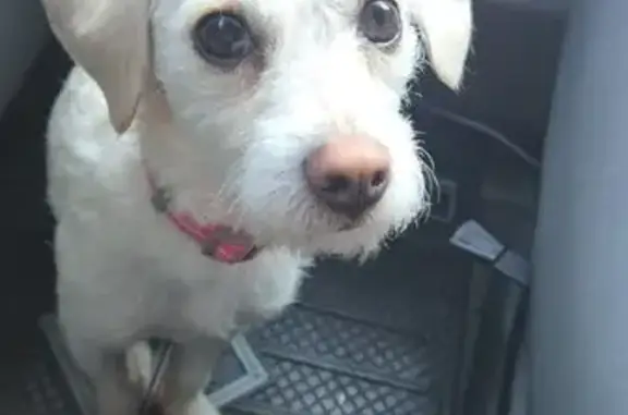 Lost Dog: Ivy, White Mix, Pink Collar