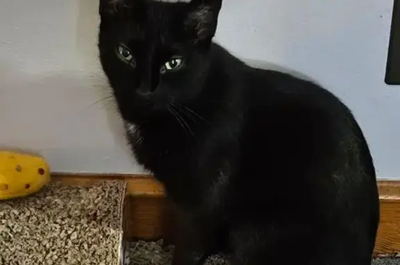 Lost Cat: Black with White Chest Marking
