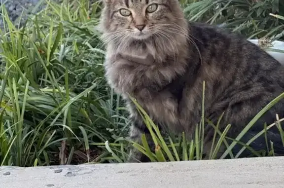 Lost pets San Antonio, photo: Help Find Our Sweet 3-Legged Tabby!