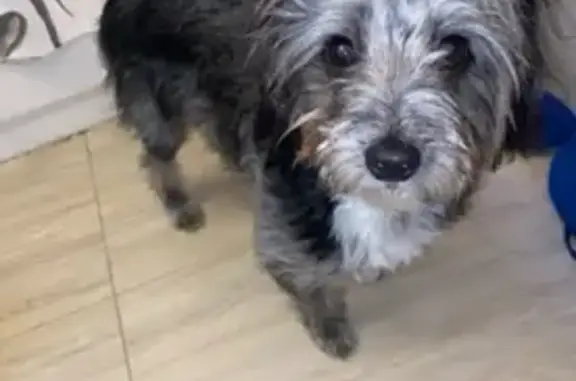 Missing dog New York, photo: Lost Dog Needs Meds, Pink Sweater, NYC