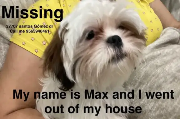 Missing dog Brownsville, photo: Lost Dog Alert: White & Brown in Brownsville