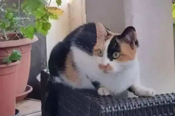 Chat perdu, Rue Paul Lambert, Toulouse - photo