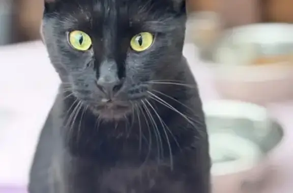 Animaux perdus Mantes-la-Jolie, photo: Chat noir perdu à Mantes-la-Jolie