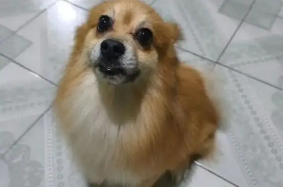 Búsqueda de mascotas, foto: Perro Pomerania Perdido en Chimalhuacán