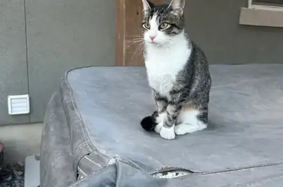 Lost Cat: Black/Grey, Green Eyes, Eagle Mtn