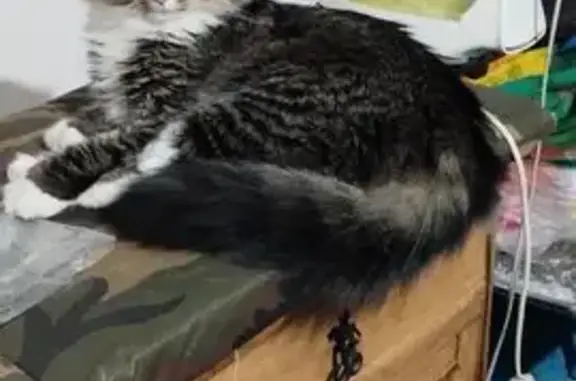 Búsqueda de mascotas, foto: Gato Grande y Tímido Perdido en Reforma