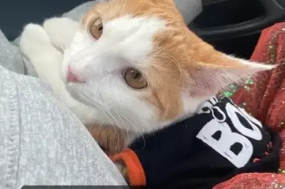 Lost Cat Stella: Orange Patches, Shy, Spayed