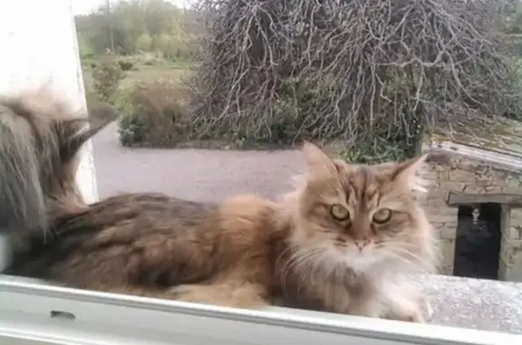 Chatte tigrée perdue à Plogonnec - photo
