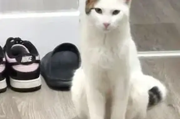 Chat perdu, affectueux, vu à Martigues - photo