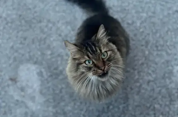 Chat trouvé Terville, photo: Chatte tigrée affectueuse trouvée à Terville