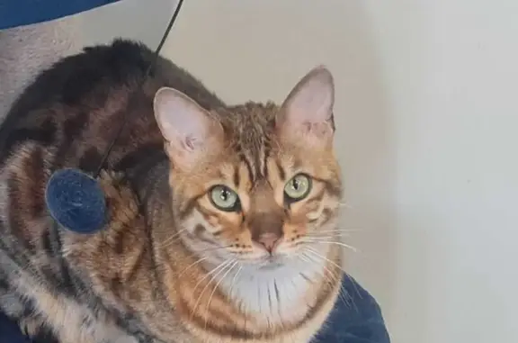 Lost Shy Cat Aneley in Humble Court