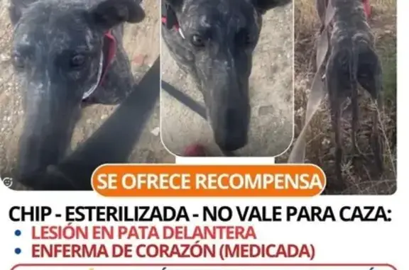 Perro Robado en El Viso de San Juan, Toledo