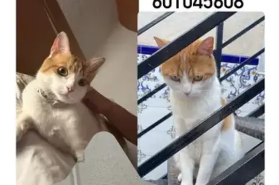 Gatos perdidos, Murcia, foto: Perdido: Gato Marco en La Ñora, Murcia