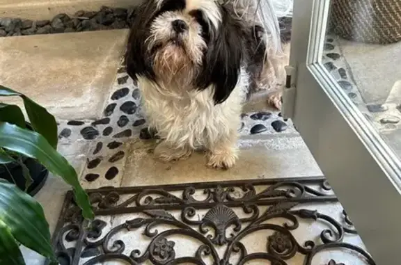 Lost Black & White Shih Tzu in Brisbane