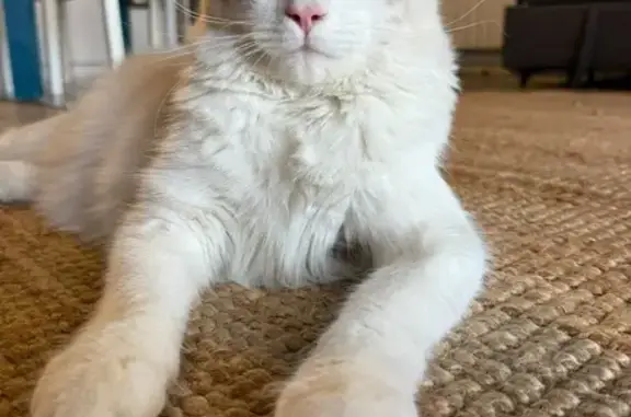 ¡Gato Ragdoll perdido en Sant Cugat!