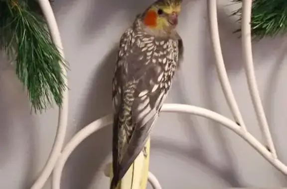 Estaba fuera de un colegio, no volaba y no es muy dócil, como fue de noche la llevé a casa, se ve fuerte y ya vuela, pero me preocupa que no come