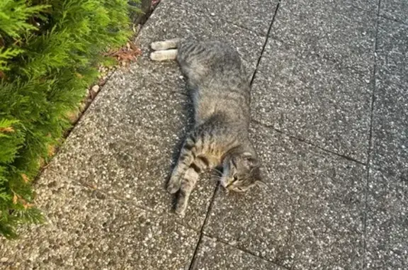 Chatte tigrée 6 ans perdue à Saint-Léger - photo