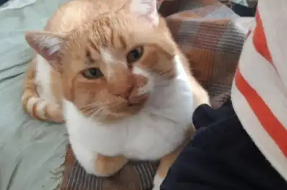 Animaux perdus Laval, photo: Chat mâle perdu à Laval, gros gabarit