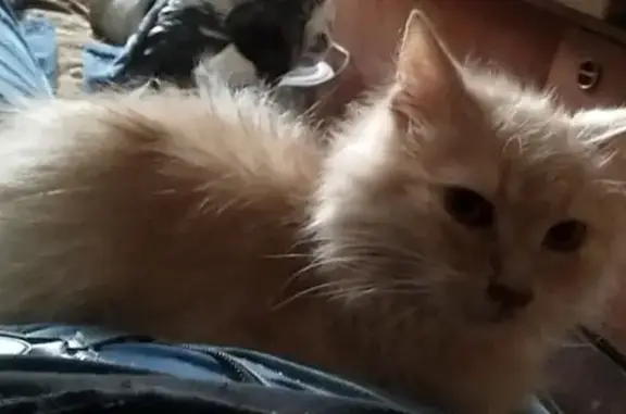 Chat perdu, Marseille, photo: Chat beige perdu, 13 ans, Marseille