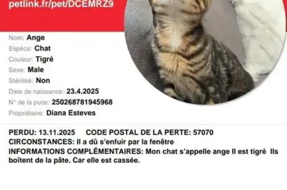 Chaton tigré 6 mois perdu, boitant, Metz - photo