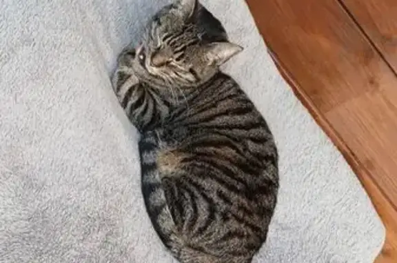 Animaux trouvés Canteleu, photo: Chatte trouvée, collier marron, Canteleu