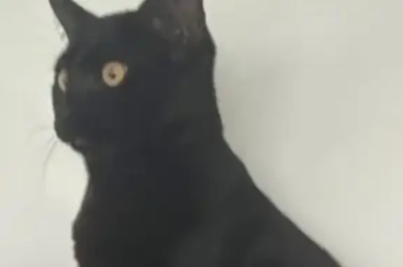 Gato negro perdido en Sector 14A, ojos amarillos