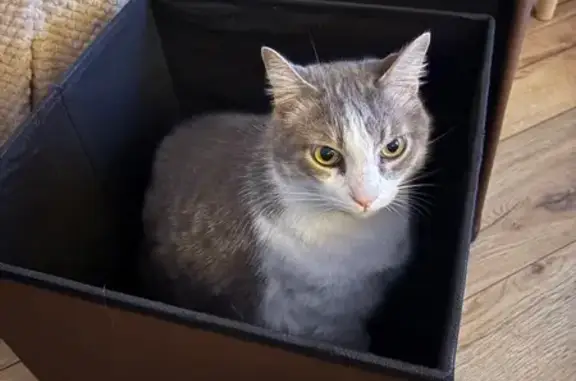 Chat perdu : Tigre gris craintif à Nantes - photo