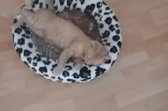 Chat beige clair perdu à Neuilly-sur-Seine - photo