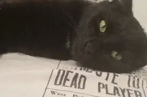 Chat noir mâle perdu, 5 ans, Montagny - photo