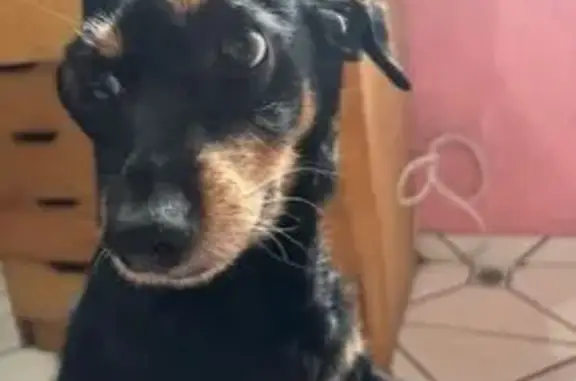 cachorro desaparecida