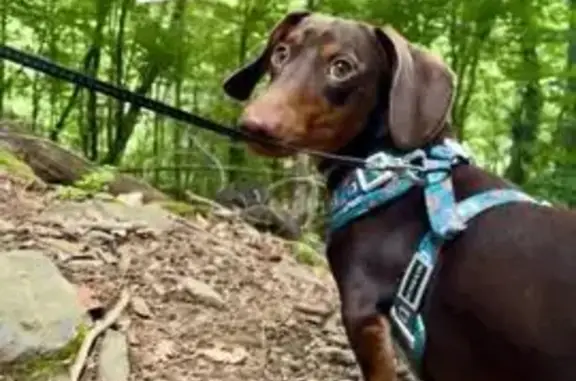 Perro Asustado Perdido en Polinyà: Ayuda
