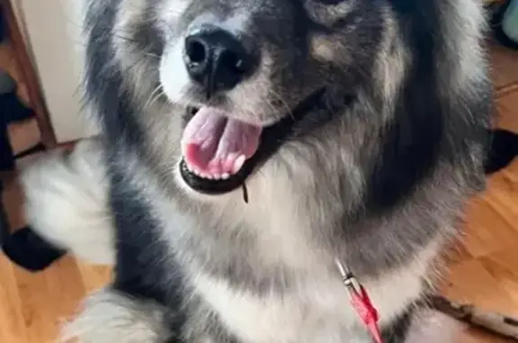 Lost: Friendly Husky Mix with Unique Markings