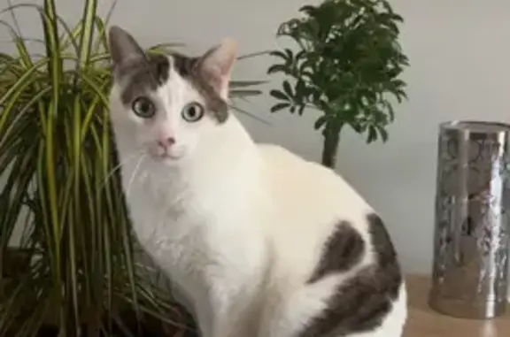 Chat dodu perdu, aimant câlins et confort - photo