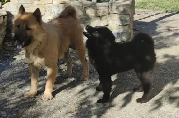 Chien perdue : Eurasier femelle à Pierrelatte - photo