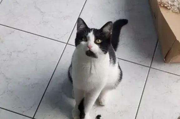 Chaton perdu à Mouvaux : Aston, 6 mois - photo