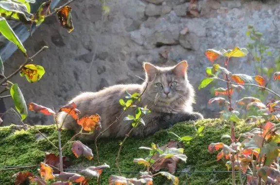 Chatte tricolore perdue à Autun - photo