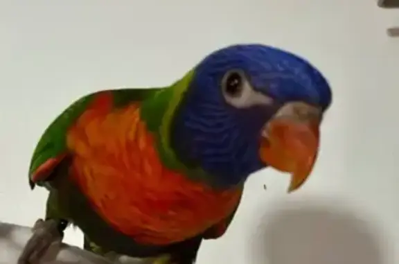 Loro Arcoíris Perdido en Alhau...