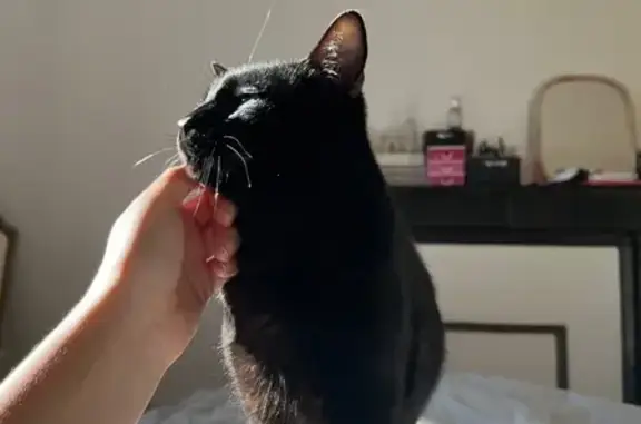 Chat perdu, Nîmes, photo: Chat perdu, mâle non castré, peureux, Nîmes