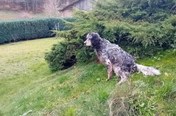 Animaux trouvés , photo: Chienne perdue recueillie à Vienville