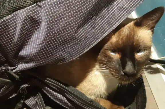 Chat perdu, Bidart, photo: Siamois perdu, très gentil à Bidart