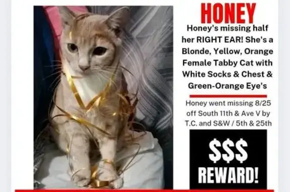 Help Find Our Sweet Missing Tabby!