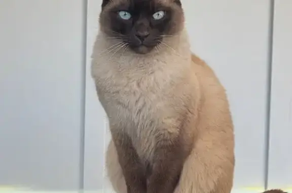 Missing cat Columbia, photo: Lost Tonkinese Cat on Wrenwood Lane