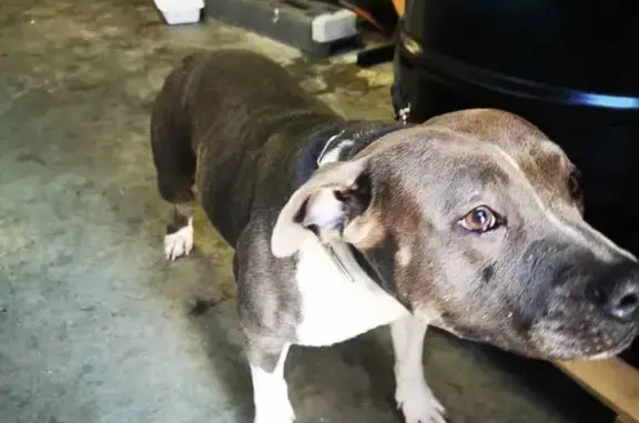 Chien trouvé , photo: Staffy gris-blanc trouvé Rue du Bourg, Têche