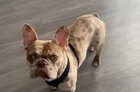 Lost Dog on 41st St, St. Petersburg