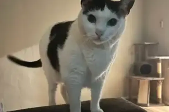 Lost Cat: White with Black Spots, Philly