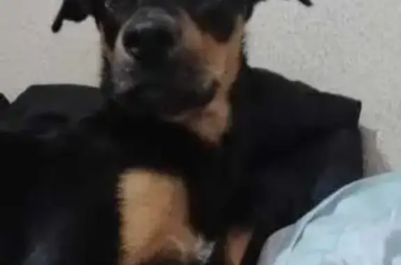 ¡Perro Coco Perdido en Sevilla! Ayúdanos