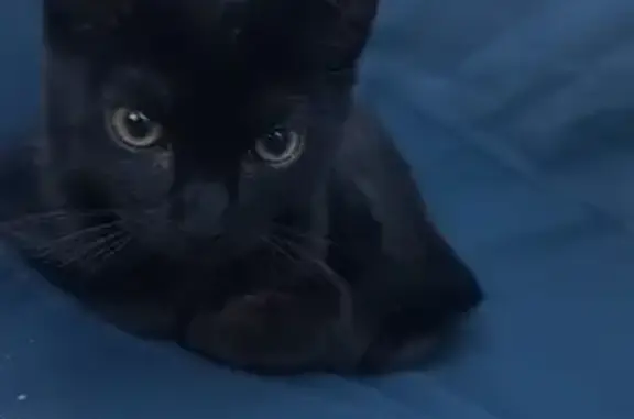 Lost Black Kitten Near E. Arapahoe Rd