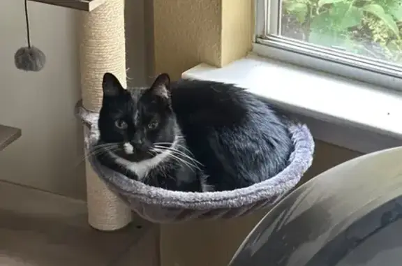 One-Eyed Cat Missing in Little Rock